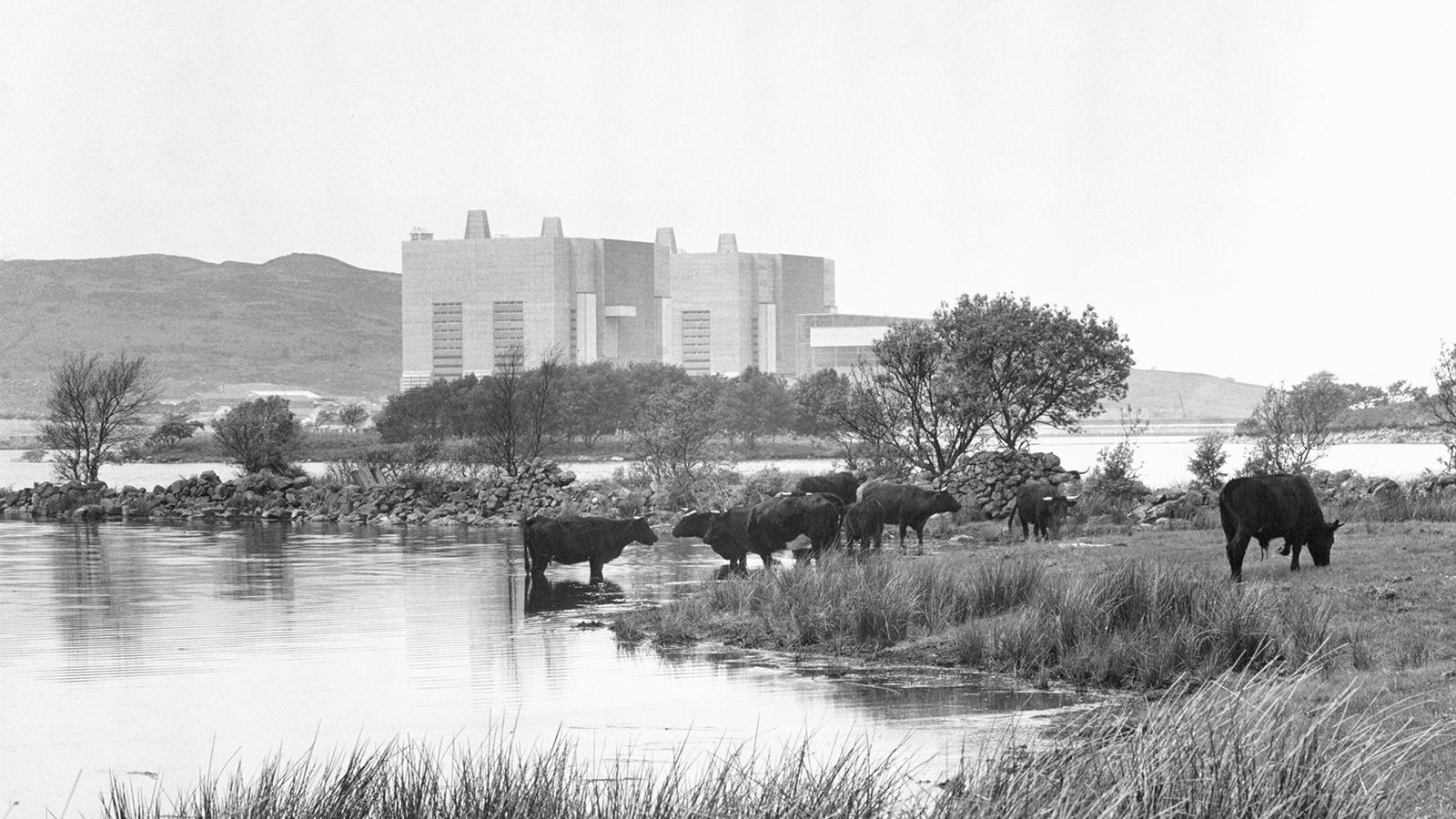 The Trawsfynydd nuclear power station in Snowdonia National Park in 1965. Cattle stand on the surround ground and in the water at the forefront of the image.
