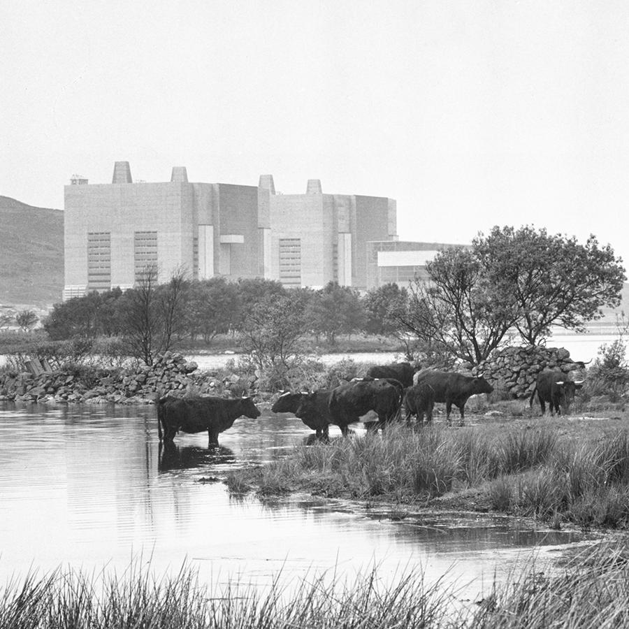 The Trawsfynydd nuclear power station in Snowdonia National Park in 1965. Cattle stand on the surround ground and in the water at the forefront of the image.