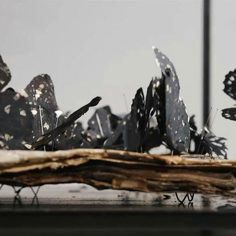 A close up shot of a structure containing pins and butterflies pinned down.