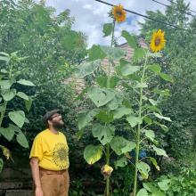 A person in a yellow tshirt, hat and glasses, looking up at two very tall sunflowers.