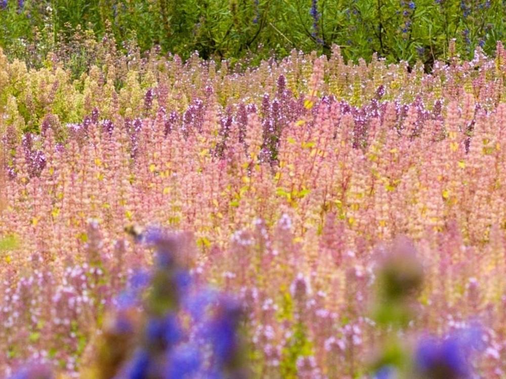 A wildflower meadow