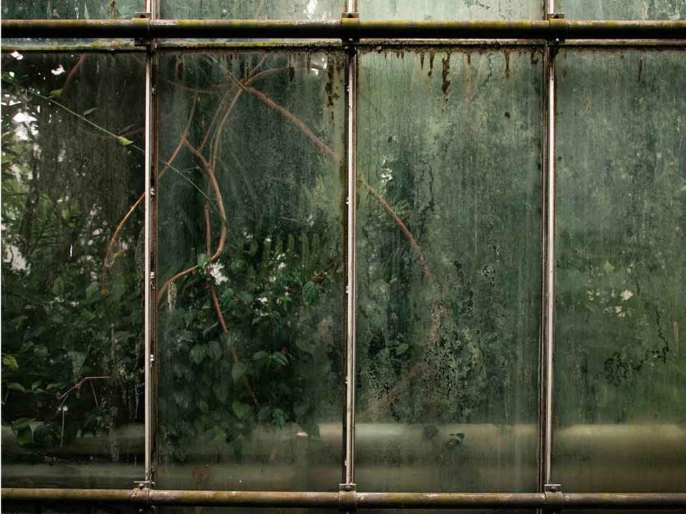 A photo of four windows of a greenhouse-like structure with plants and greenery behind, the frames of the window are rusty and unclean.