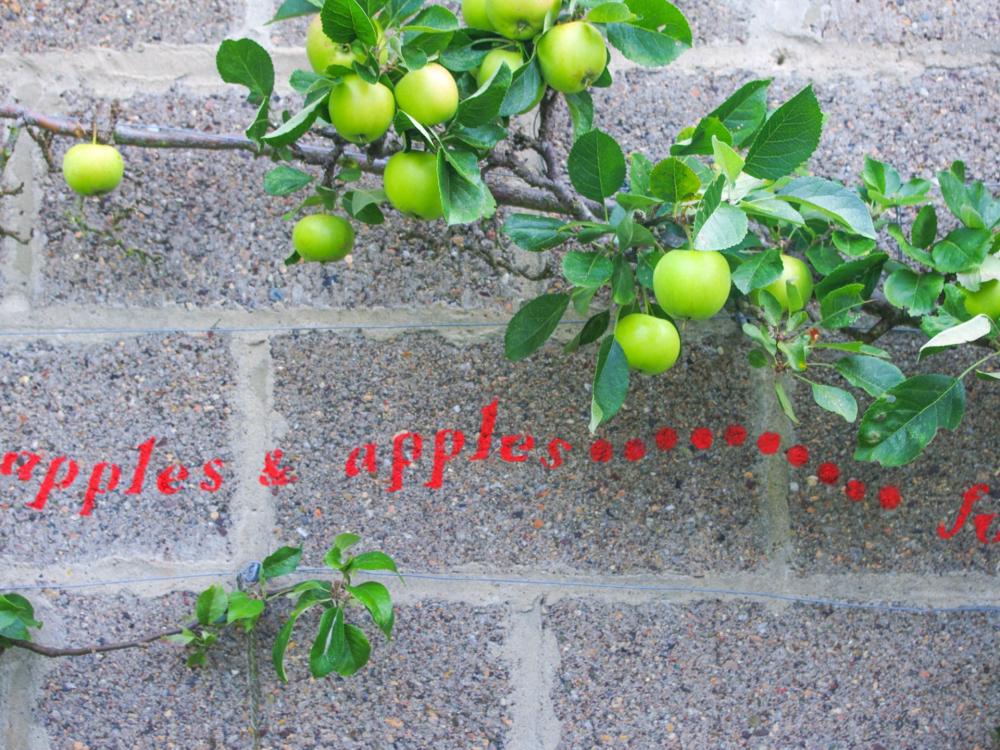 An apple tree growing across a wall with red painted text underneath reading "Apples and apples"