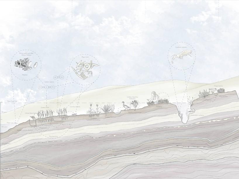 line drawing of a cross section of land, showing the layers of sediment and plantlife