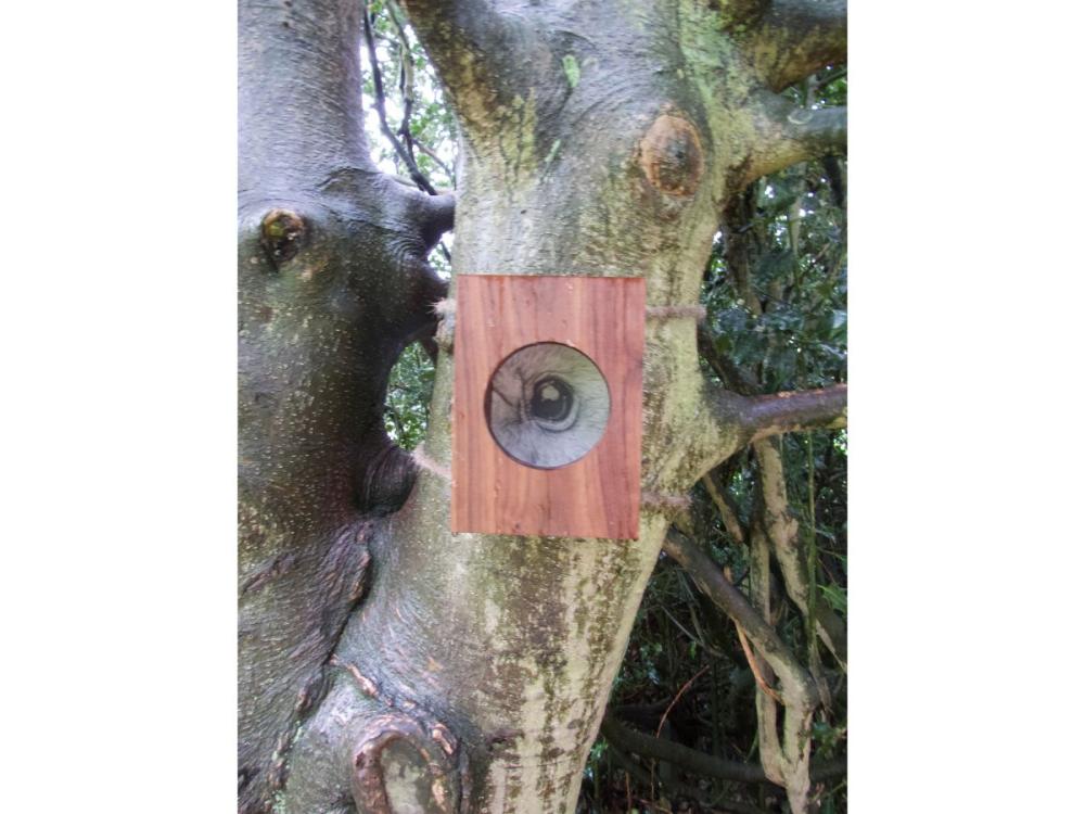 A box made of dark wood, tied to a gnarly tree trunk with rope.It has a circular opening in the front and through it, we can see a close-up, detailed pencil drawing of a bat's eye looking back at us.